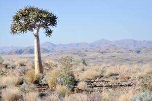 Gamsberg PassNamibs Valley Lodge的沙漠中间的棕榈树