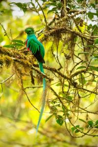 CopeyCedrela Eco-Lodge & Restaurante的树枝上的绿色鸟