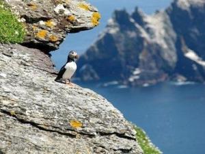格伦贝赫Earlscourt的鸟坐在岩石山的顶上