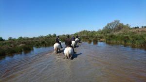 圣马迪拉莫Le Mas d'Icard的一群人骑着马穿过水面