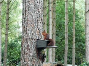 LilleCamping Siesta的松鼠坐在树上的鸟食者上