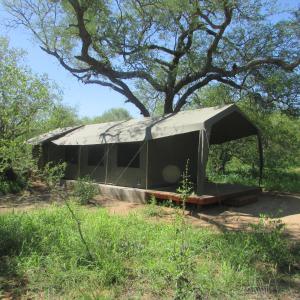 侯斯普瑞特Mzsingitana Tented Camp的树下的帐篷