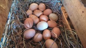安图科Eco Hotel Antuco的坐在巢中的一帮鸡蛋