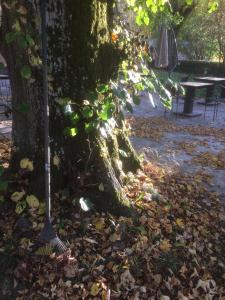 Montfaucon-en-Velay普拉坦斯酒店餐厅的树旁的扫 ⁇ ,树叶在地上