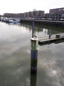 鹿特丹B&B Unitas的水中一根杆上的鸟