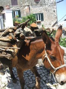 阿尔泰纳戴尔阿提斯塔住宿加早餐旅馆的一只棕色的马,拉着一排木柴
