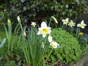 布雷肯The Grange Guest House的花园中一簇白色和黄色的花