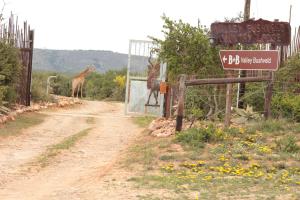 阿多灌木丛山谷乡村旅馆的两支长颈鹿沿着一条土路走,上面有标志