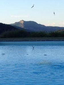 Monzuno罗多勒B＆B酒店的一群鸟飞过水体