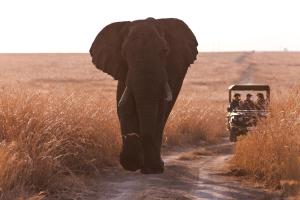 纳姆比提动物保护区Nambiti Hills Private Game Experience的一辆汽车旁的土路上的大象