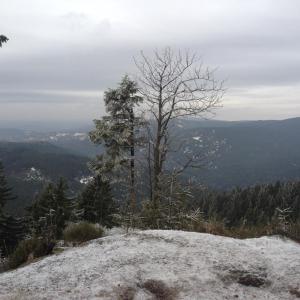 布布拉瓦823号公寓的从一座有两棵树的雪覆盖的山顶上欣赏美景