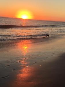奥埃拉斯Entre o Mar e Lisboa的日落时在海滩上散步的狗