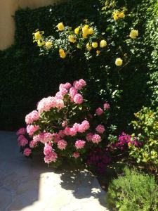 旺斯菈科丽德旺斯住宿加早餐旅馆的花园里的一束粉红色和黄色的花