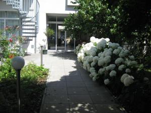 林茨城市酒店 的人行道旁的一排白色花