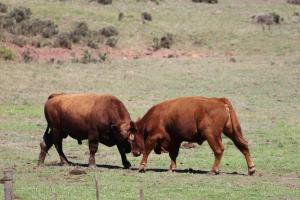 ElimDoornbosch Estate的两只棕色的牛在田间彼此毗邻