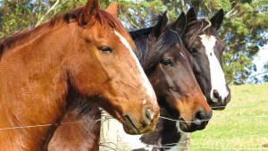 ElimDoornbosch Estate的两匹马站在铁丝网围栏旁边