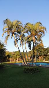 Morro AzulParque Hotel Morro Azul - a 12 km do Parque dos Dinossauros的两棵棕榈树,位于游泳池旁的公园