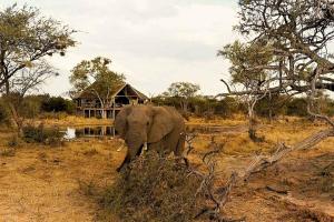 RammuSouth Okavango - Omogolo Hideaways的象站在田野上,背着房子