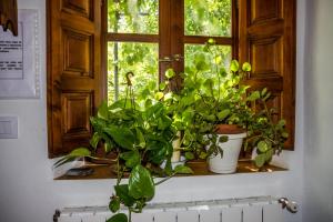 布维翁Casa el Portón的窗户上有一束植物,窗台上有一束
