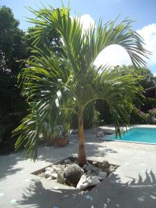 威廉斯塔德幸福之龟公寓的游泳池旁的棕榈树