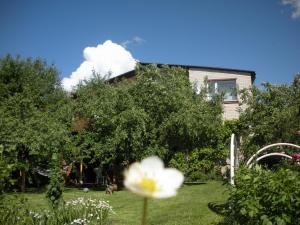 斯伽尔达拉沙酒店的房子的院子中的一朵白花