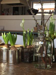JellingAnita's B & B的一组植物在桌子上的花瓶