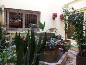 纳祖尔希拉尔达塔酒店的种有盆栽植物和窗户的花园