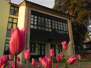 博迪利奈斯涅韦斯旅游公寓的一群粉红色的郁金香在房子前面