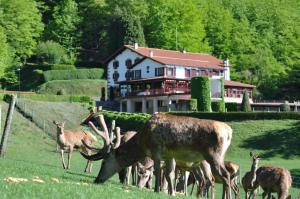 Ultzama 乌泽马云塔酒店的一群鹿在房子前面的田野上放牧