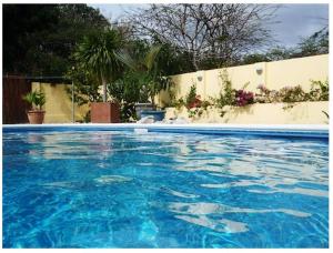 拉贡海豚之心别墅的庭院里的一个蓝色海水游泳池