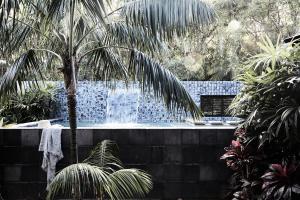 拜伦湾拜伦别墅度假村的一座棕榈树游泳池和一个喷泉