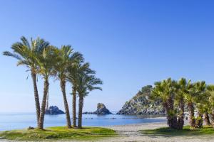 阿尔姆尼卡Central Almuñecar, Beach Playa 125 metres, by Old Town的海滩上的一棵棕榈树