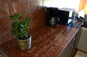 马拉松Marathon Eco Stay的咖啡壶旁边柜台上的盆栽植物