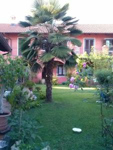 卡塞勒托瑞尼斯Le ginestre的一只棕榈树,在院子里,有飞盘
