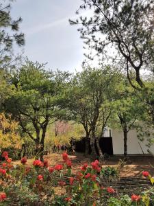 狮潭八角隐士庄园的种有红色花卉和树木的花园