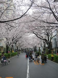 东京无国界旅馆的沿着一条有樱花树的街道散步