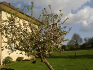 Chaumontel布维里尔庄园酒店的田里一棵树,上面有粉红色的花