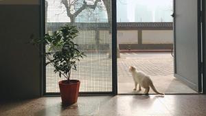西安迦家HOME++西安永兴坊店的一只白猫,用盆子穿过一扇敞开的门