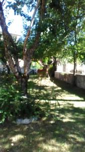 维勒塔巴雷亚桑克蒂斯公寓的阴凉的院子,树荫下有一只狗