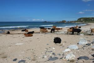 巴利卡斯尔格伦黑文住宿加早餐旅馆的一群牛站在海滩上
