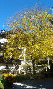 布列瑟农Huberhof的建筑物前有黄叶的树