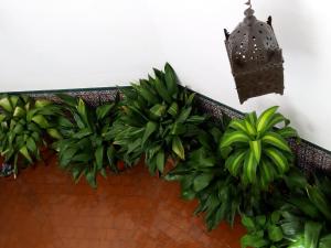 托莱多拉波萨达德马诺洛酒店的阳台上的一对植物,光线充足
