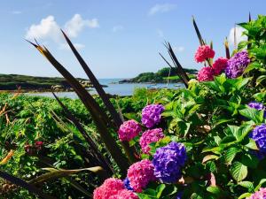 ToormoreCarraig-Mor House Bed & Breakfast的海洋前的一大束鲜花