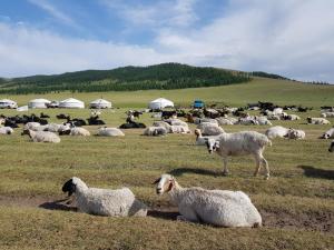 乌兰巴托乌兰巴托莲花民俗的一群羊躺在田里