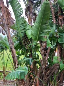 塔里法科尔蒂霍萨尔瓦多波苏埃罗酒店的香蕉树,有大片绿叶