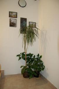 洪波莱茨汉姆波雷克旅馆的墙上有两株盆栽植物的房间