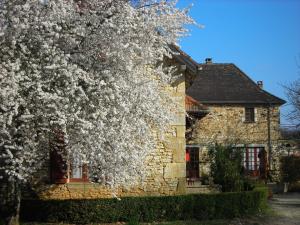那达伊亚-德赫基尚斯出斯酒店的石屋前一棵花白的树