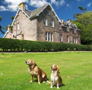 Saint Boswells怀特豪斯乡间别墅住宿加早餐旅馆的两只狗坐在房子前面的草地上