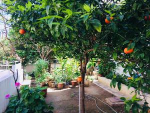 罗希姆诺Korona Beach Apartments II的种植了植物的花园中的橘子树