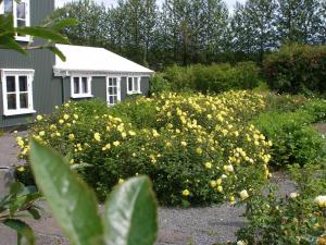 ÁrnesÁsaskóli的一座花园,在房子前面有黄色的花朵
